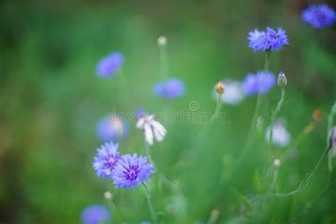 Cornflower Blue Flowers Grow In The Summer Garden Stock Photo Image