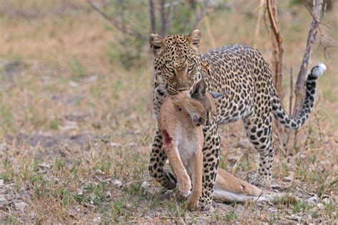 Cat Fight Leopard Vs Caracal Africa Geographic