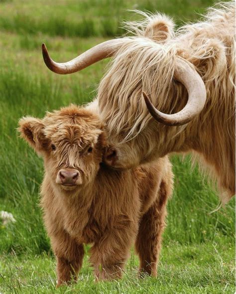 Highland Cow Gently Nuzzling Her Shaggy Calf Highland Calf Scottish