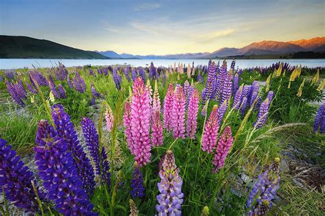 How To Grow And Care For Lupine Flowers