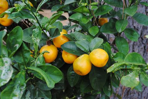 Kumquats Genus Fortunella The Bell House Growing Fruit Trees In