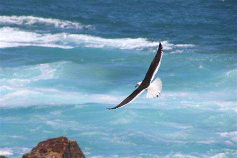 무료 이미지 새 해조 바다 하늘 신천옹 비행 부리 웨이브 대양 갈매기 Charadriiformes 바람