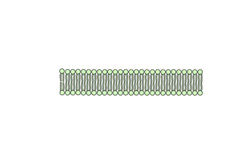 Cell Membrane Clip Art At Clker Com Vector Clip Art Online Royalty Free Public Domain