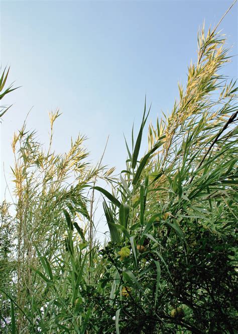 Reeds Tips In Sunlight Free Stock Photo Public Domain Pictures