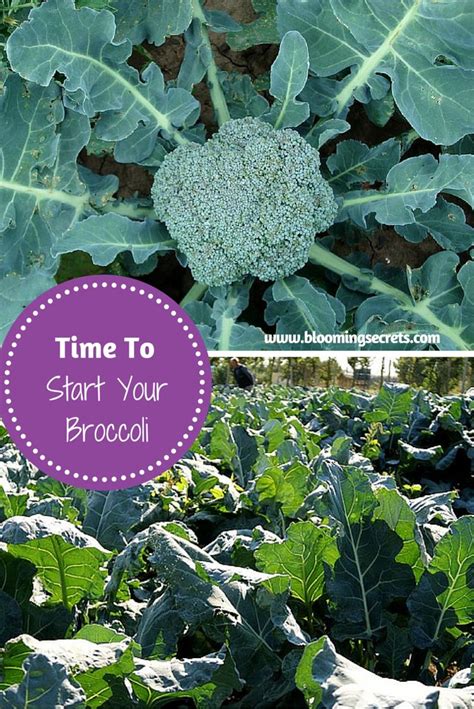 Time To Start Your Broccoli Vegetable Garden Tips Vegetable Garden