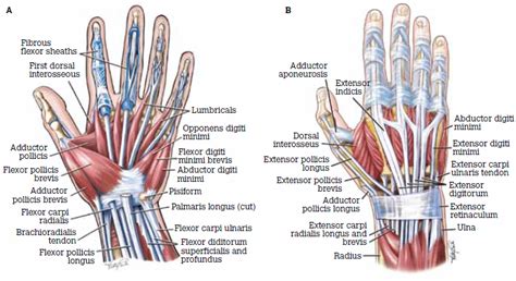 Racgp Hands Fingers Thumbs Assessment And Management Of Common Hand Injuries In General