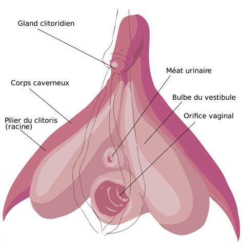 Comment Marche Le Clitoris L Organe Du Plaisir