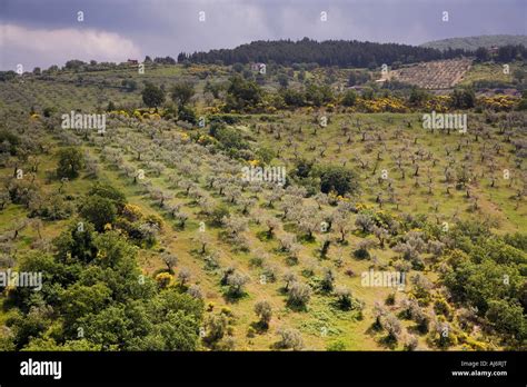 Olive Tree Grove Castagnola Umbria Italy Stock Photo Alamy