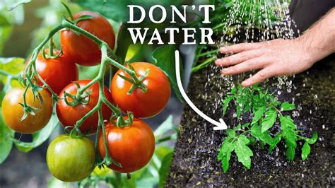 Easy Watering Trick For Amazing Tomato Harvests Youtube