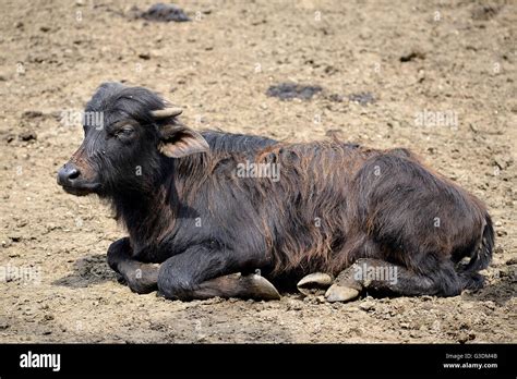 Closeup Of Water Buffalo Calf Bubalus Bubalis Lying On The Ground