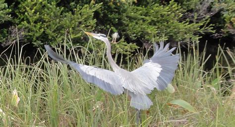 Everglades National Park Wildlife In Wetland Journey To All National