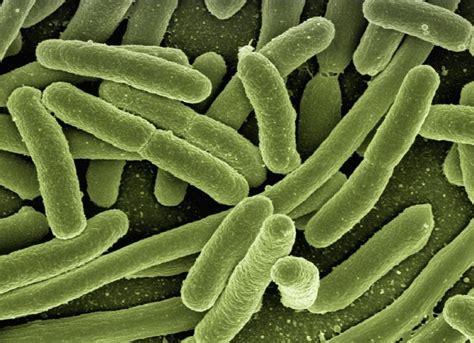 Tipos De Bacterias Ejemplos Clasificación Y Características
