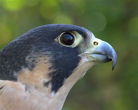 Peregrine Falcon: Fastest Creature On Earth • Lazer Horse