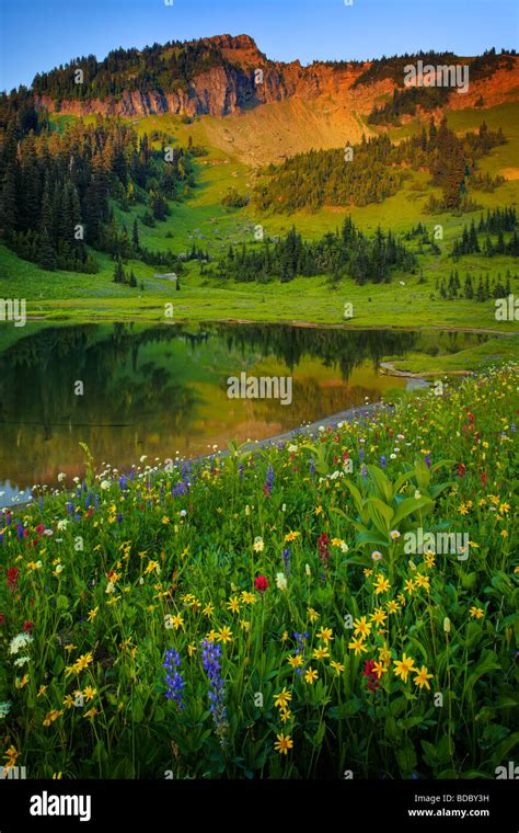 Summer Wildflowers At Tipsoo Lake In Mount Rainier National Park Stock