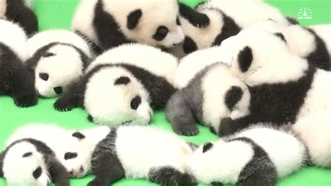 23 Cute Giant Panda Cubs Make Mass Public Debut Nbc News