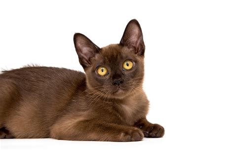 Premium Photo Burmese Cat Cute Playful Chocolate Colored Kitten