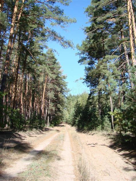 Healthy Green Trees In A Forest Of Old Spruce Fir And Pine Trees In