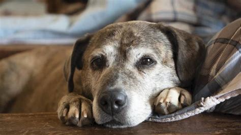 Old Friends Senior Dog Sanctuary Rescues Dogs Pays Vet Bills