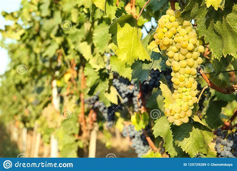 Bunches Of Grapes Growing In Vineyard On Sunny Day Stock Image Image