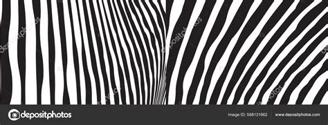 Wild Zebra Wave Pattern Set Black White Trendy Stylish Abstract Stock