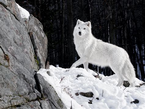 Free Download Hd Wallpaper Carnivore Predator Snow Winter Wolf