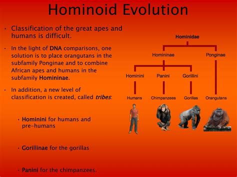 Ppt Hominin Evolution Classification Powerpoint Presentation Free