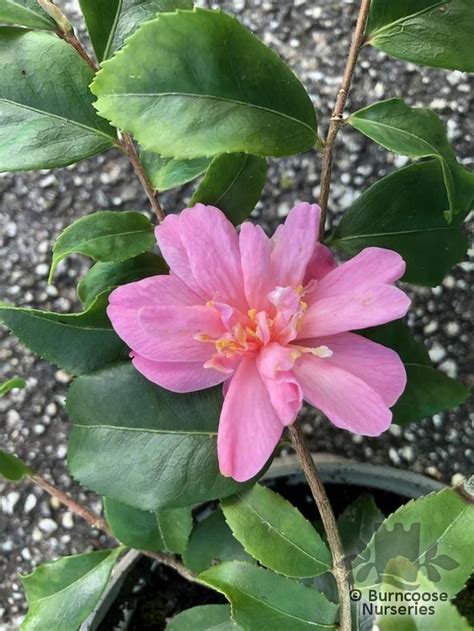 Camellia Fragrant Pink From Burncoose Nurseries