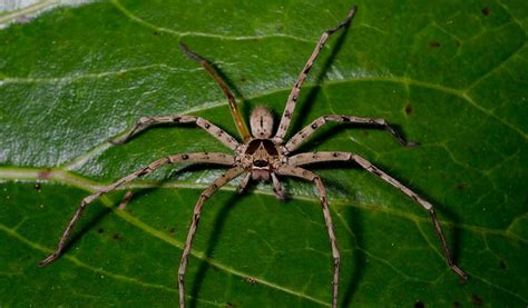 Australian Spiders A Comprehensive Guide Animal Corner