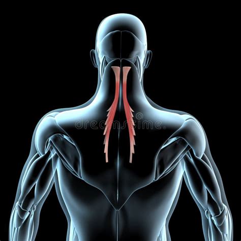 3d Illustration Of The Semispinalis Capitis Muscles On Xray Musculature