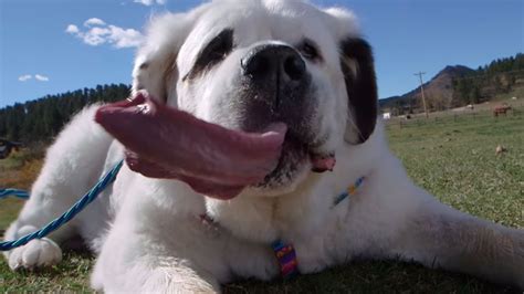 ¡récord Guinness Este Es El Perro Con La Lengua Más Larga Del Mundo