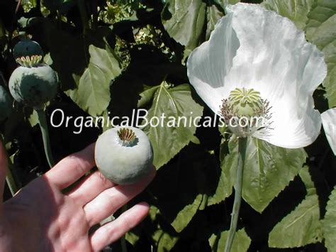 300 Persian White Papaver Somniferum Poppy Seeds Organical Botanicals