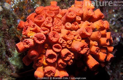 Stock Photo Of Orange Cup Coral Tubastraea Coccinea With Polyp