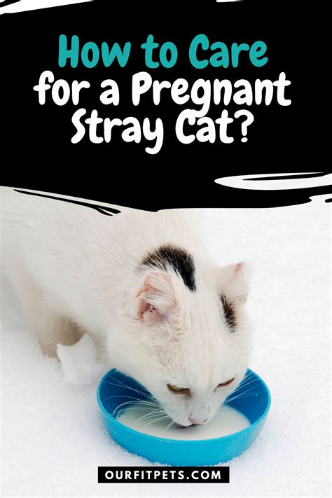How To Care For A Pregnant Stray Cat Our Fit Pets In 2021 Stray