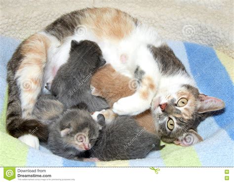 Mother Cat With Kittens Stock Photo Image Of Mammal 76708608