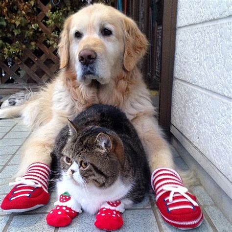 This Dog And Cat Are Best Friends And Were All Better Off For It 16 Pics
