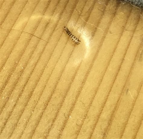Der teppichkäfer ist winzig klein, trotzdem kann es gelingen, den schädling und seine larven zu bekämpfen. Insektenlarven unter dem Bett in einem reinem Holzzimmer ...