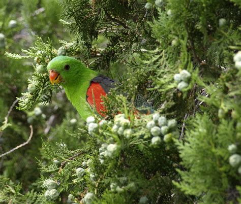 Czerwonoskrzydła Papuga W Przodzie (Aprosmictus Erythropterus ...