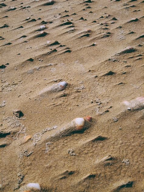 Shells In The Sand By Stocksy Contributor Eldad Carin Stocksy