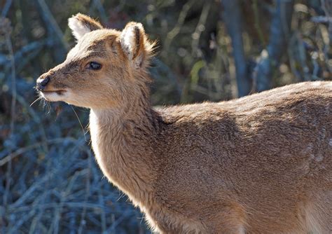 Sika Deer Cervus Nippon Chincoteague National Wildlife Flickr