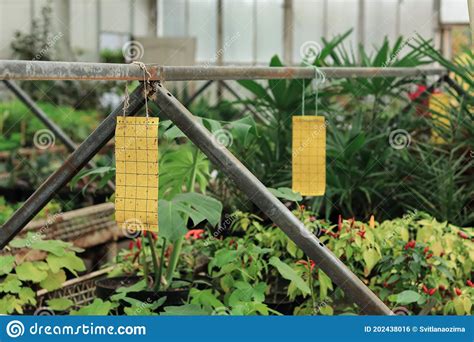 Sticky Insect Traps In Greenhouse With Green Plants Stock Photo Image