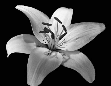 Lily In Monochrome Lily Flower Tattoos Lilly Flower Tattoo Flower