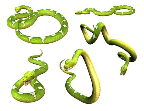 Download Smooth Green Snake Svg For Free Designlooter 2020 👨‍🎨