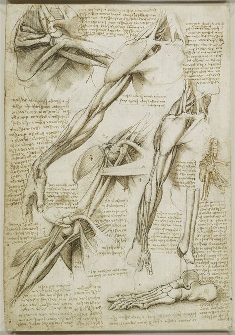 Art Review Leonardo Da Vinci Anatomist Queens Gallery Londonist