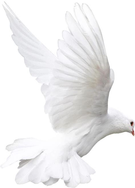 White Pigeon Flying