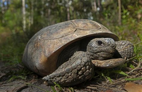 Endangered Status Sought For Gopher Tortoise In 4