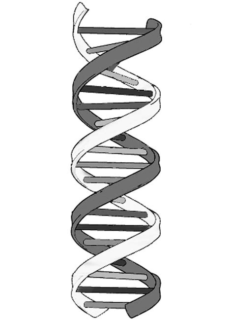 STRUCTURE OF LIFE Dna Drawing Helix Tattoo Ideas Easy Drawings