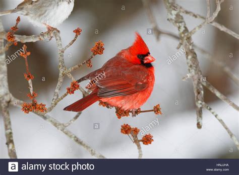A Male Northern Cardinal Cardinalis Cardinalis Perched On A Budding