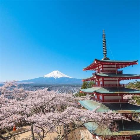 Enjoy Mt Fuji And Beautiful Cherry Blossom Scenery At The Same Time