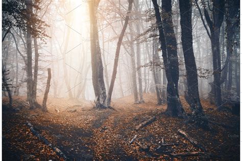 Dark Autumn Forest With Trail In Fog Fall Woods Nature Stock Photos
