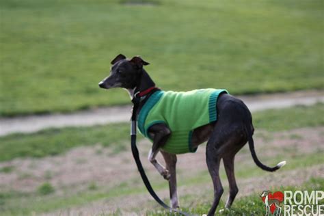 Italian Greyhound Escape Risks Romp Italian Greyhound Rescue Chicago